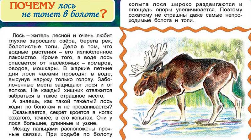 Почему лось не тонет в болоте?