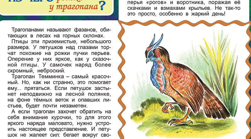 Из чего рожки у трапогана?